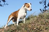 AMSTAFF ADULT 140